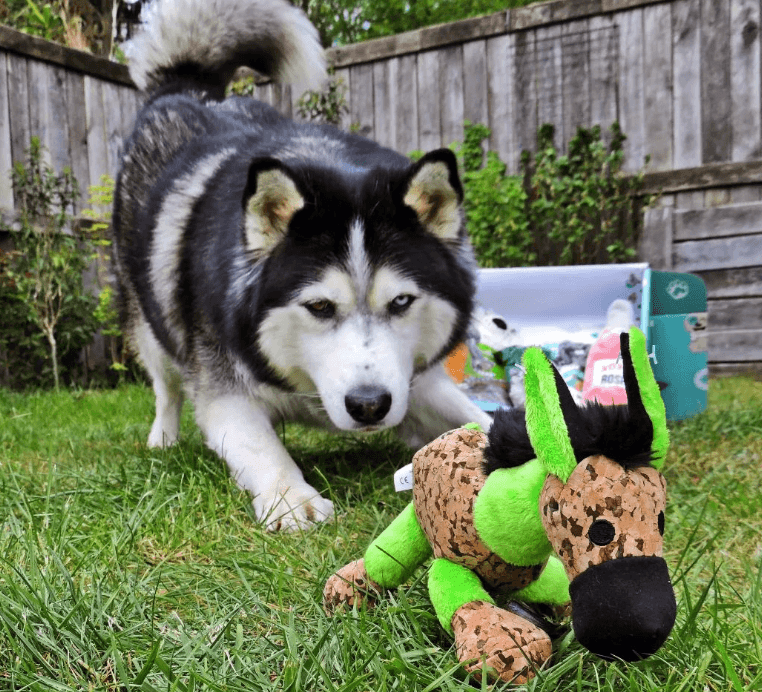 Dog Kyto with pluche toy from Snuffelbox