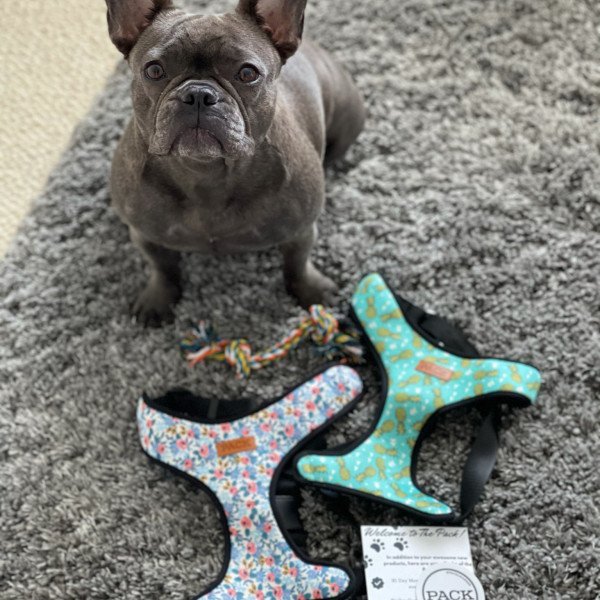 French Bulldog influencer showing dog harness