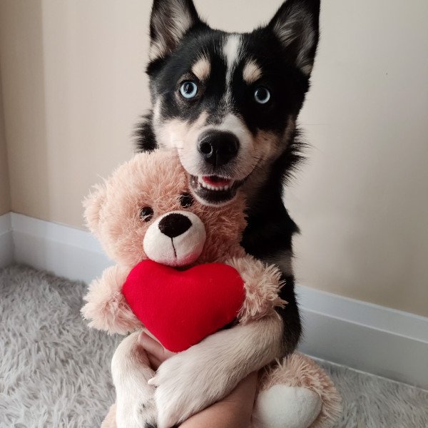 Dog Levi with his favorite toy