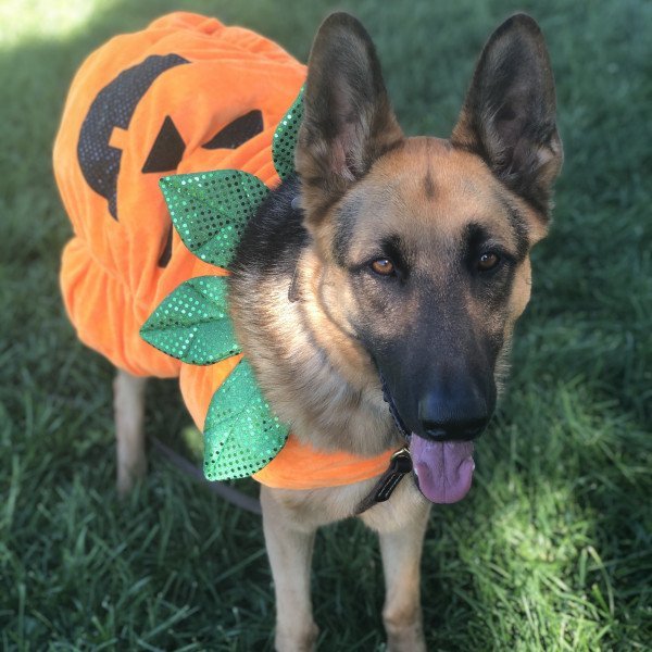 Dog influencer with costume 