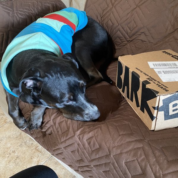 Oliver is unboxing Barkbox