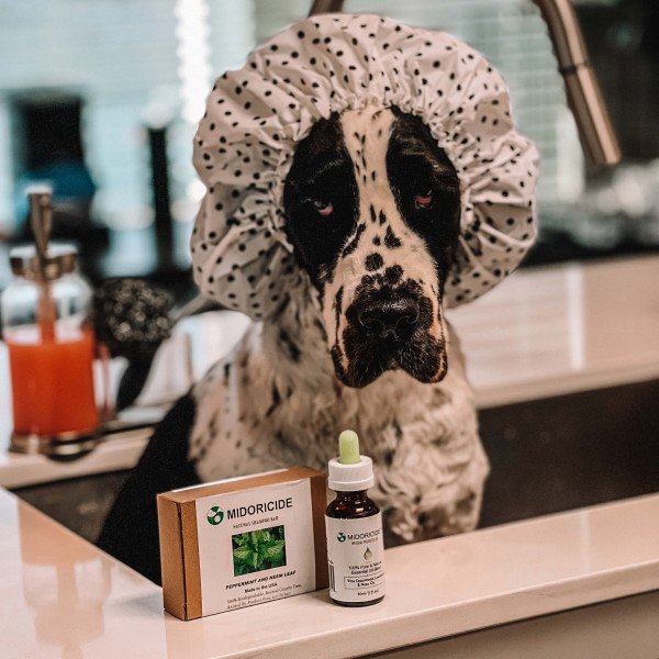 Dog influencer shows a product