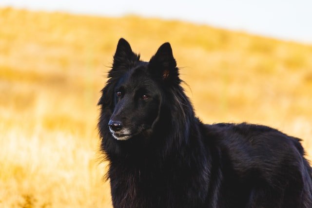 Black dog tervuren