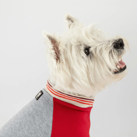 6 luxury brands introducing stylish pet products — Hashtag Legend