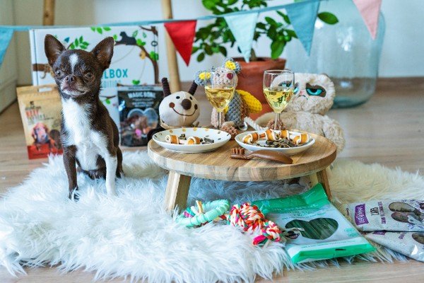 Snuffelbox party for dogs
