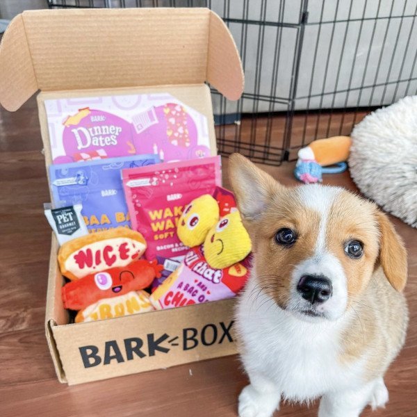 Banana with his new snacks and toys from BarkBox