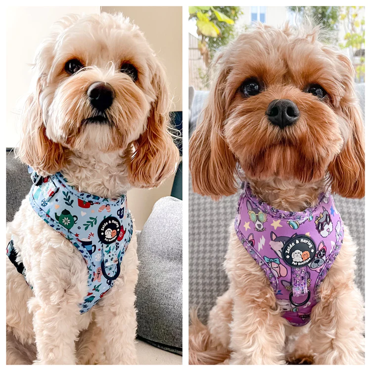 Harnesses dogs