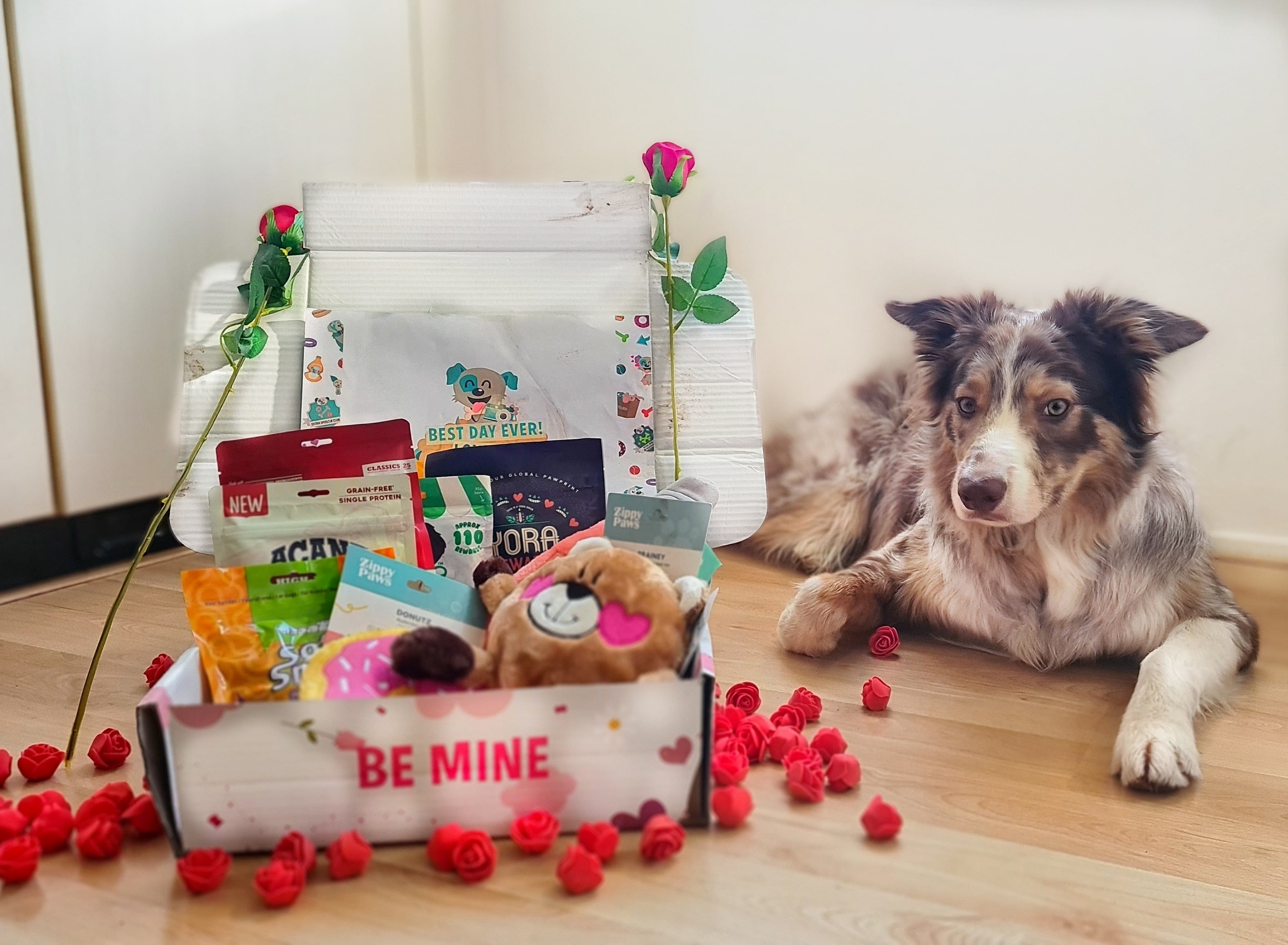Dog influencer Mace the Border Collie with his box and roses