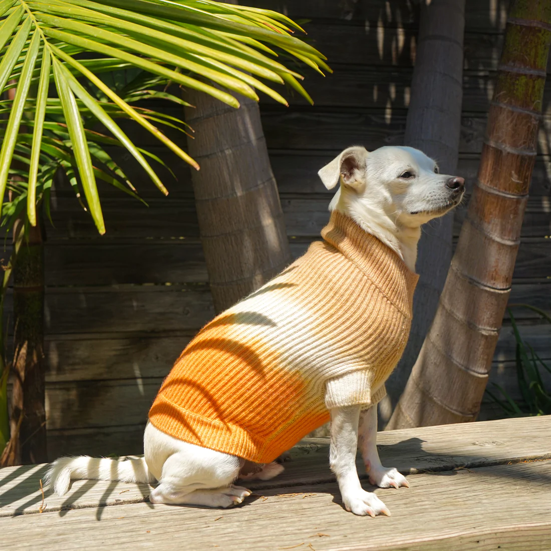 Top 25 Dog Clothing Brands