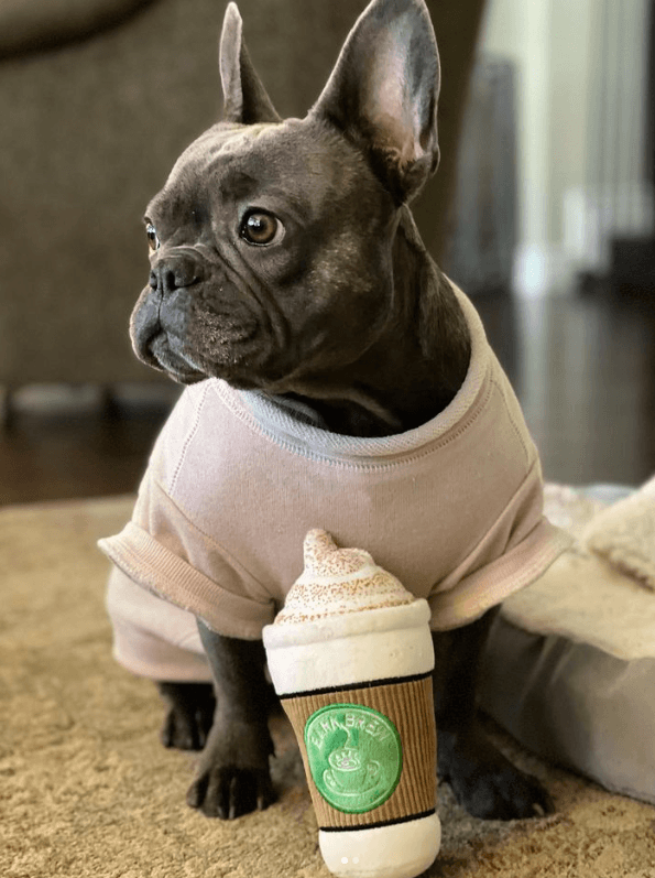 Pug with dog toy coffee