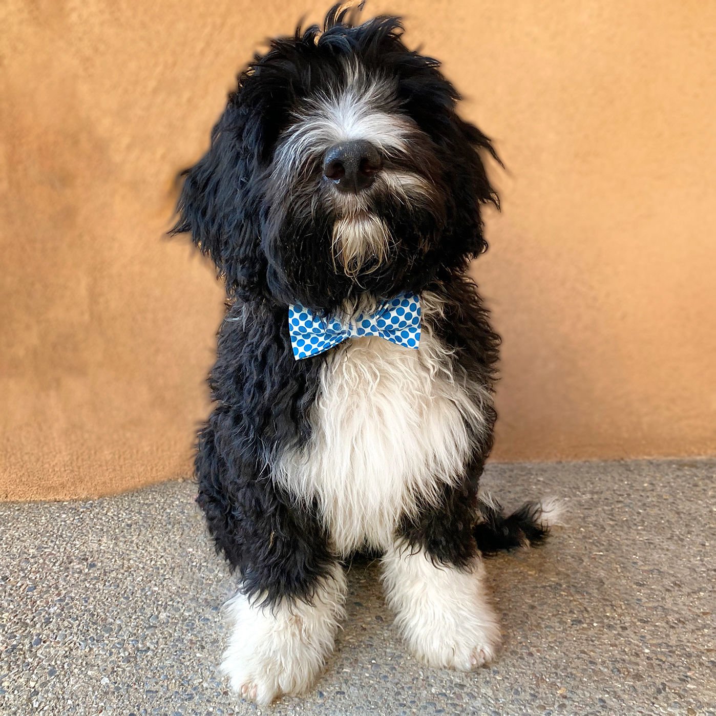 Top 25 Dog Clothing Brands