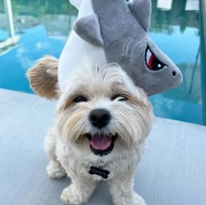 A dog wearing a shark hat

Description automatically generated with medium confidence