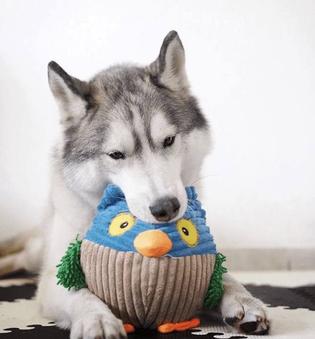 Husky Reef with a new toy