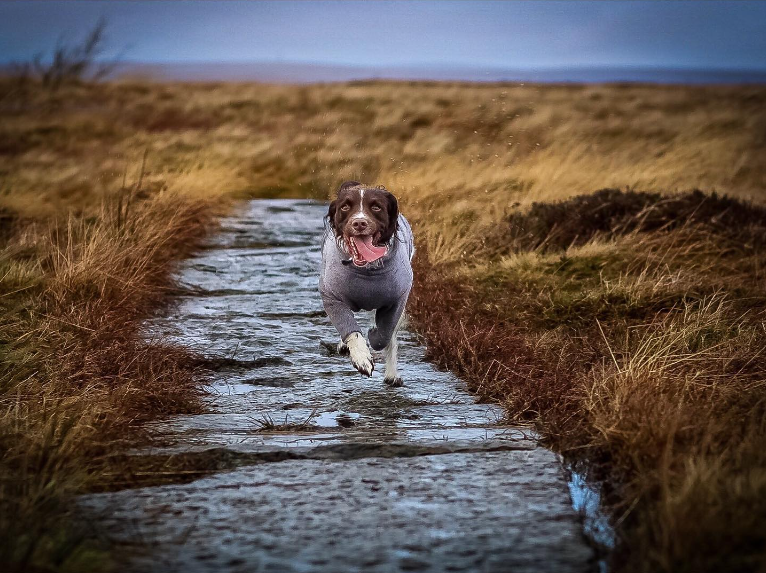 Dog influencer 