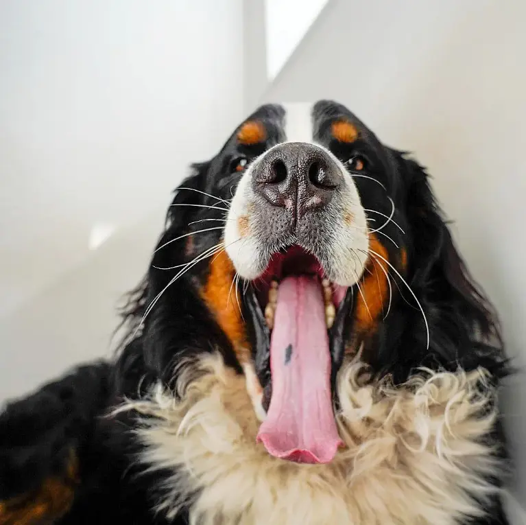 Albert olly bernese
