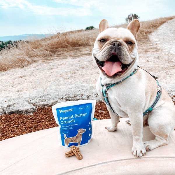 Bochy the Frenchie influencing for a dog snack brand