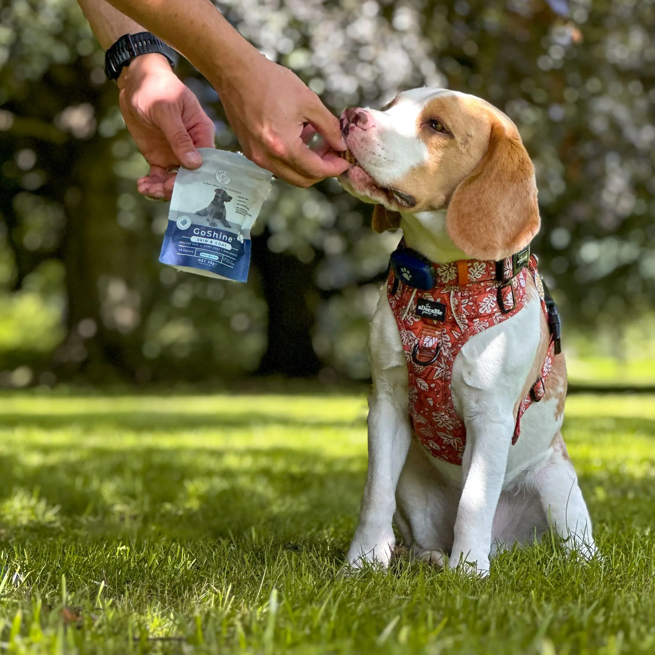 Beagle promoting Blue Pet Co