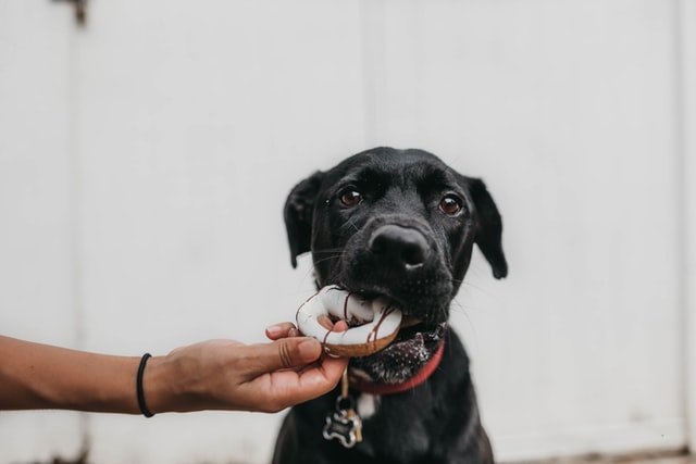 Black dog eyes photo