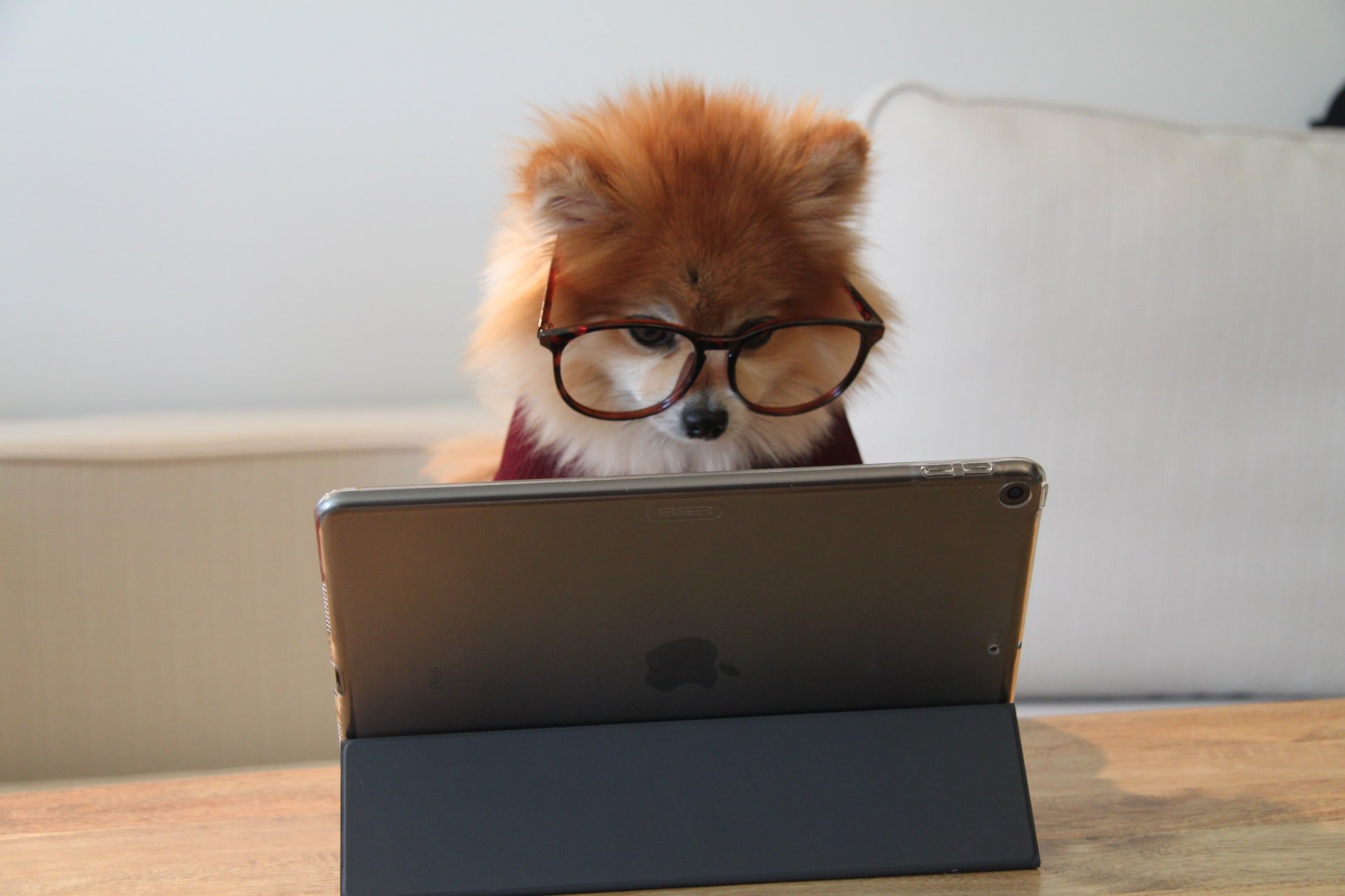 Dog searching for dog social networks on Apple tablet.