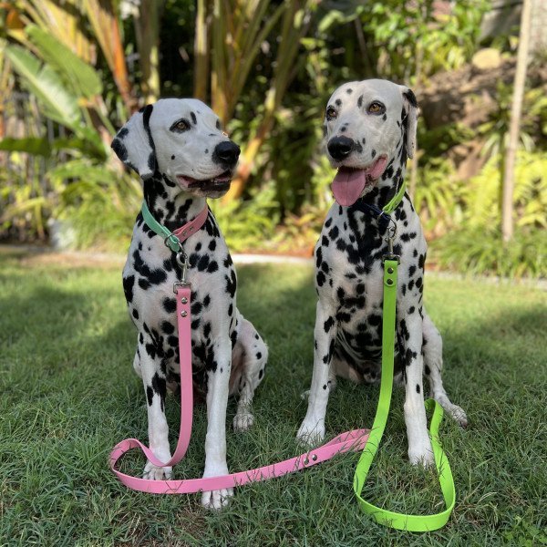 Dalmatians dog - promoting dog products - influencers from Australia