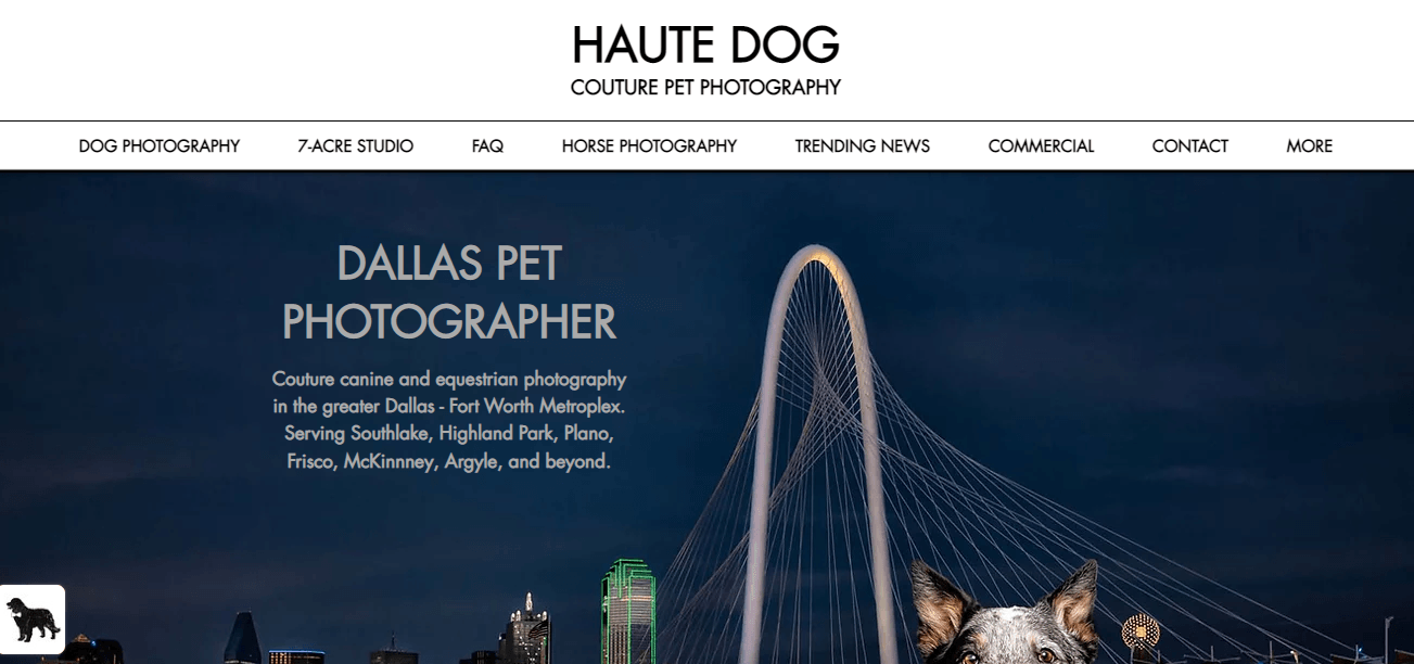 Dog modeling agency in Dallas