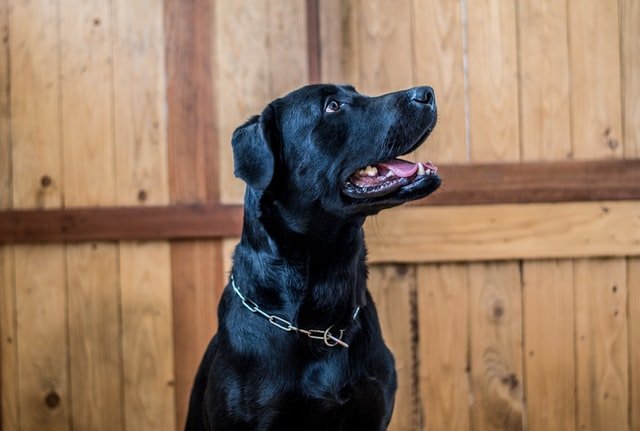 Black dog standing before wood