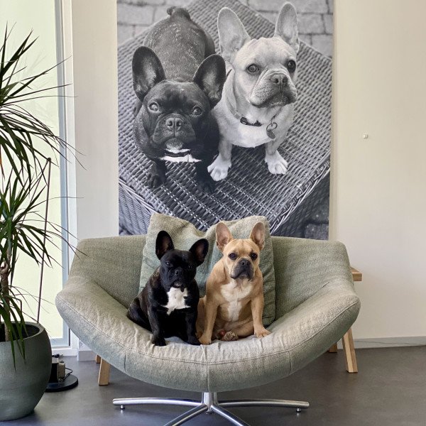French bulldogs Bowie and Essy