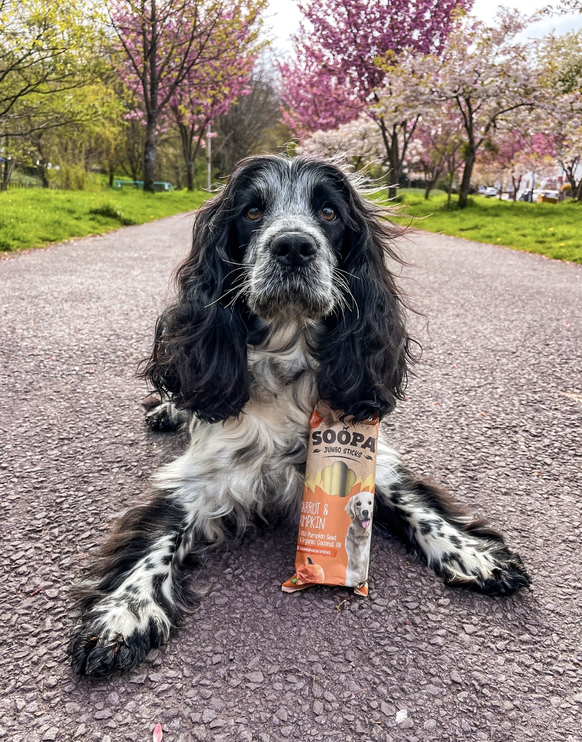 Instagram Guide - Showcase Dog Product