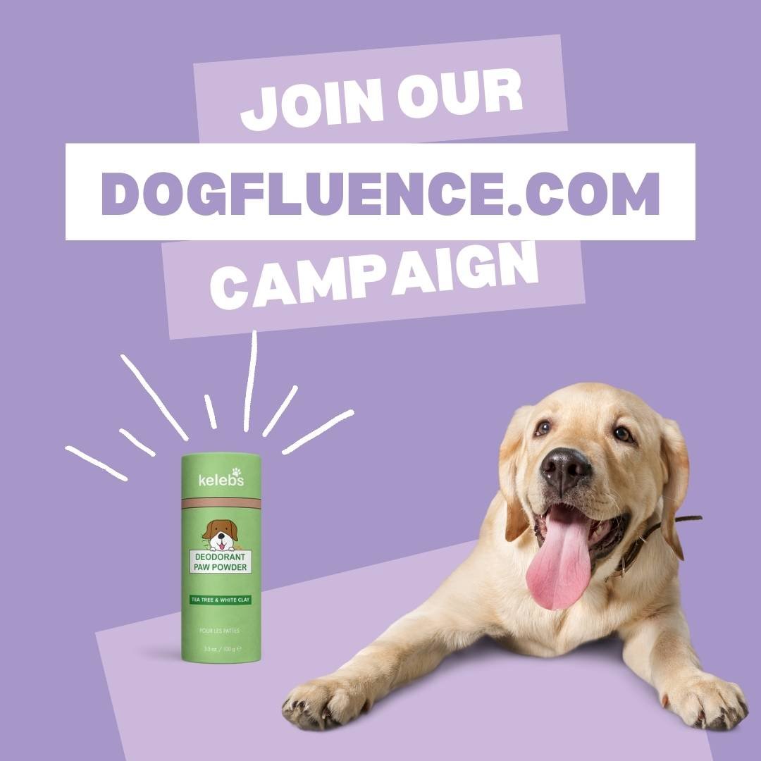 Instagram post to promote your dog influencer campaign