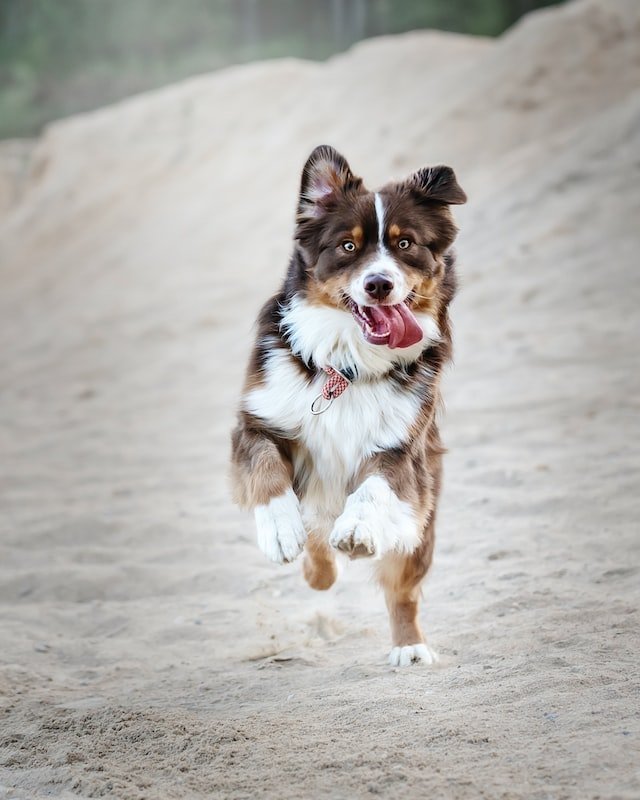 Dog REELs on Instagram