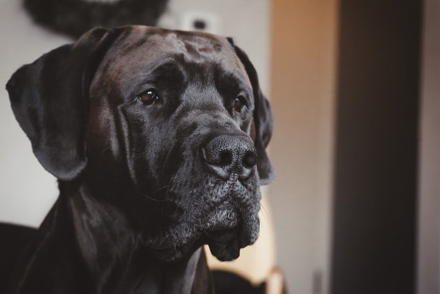 Photo of black dog