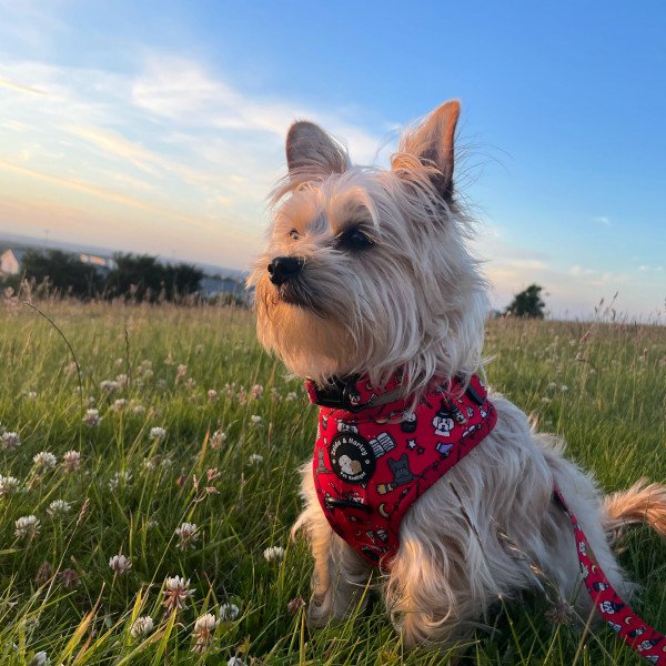 Ronnie the chorkie dog influencer pet